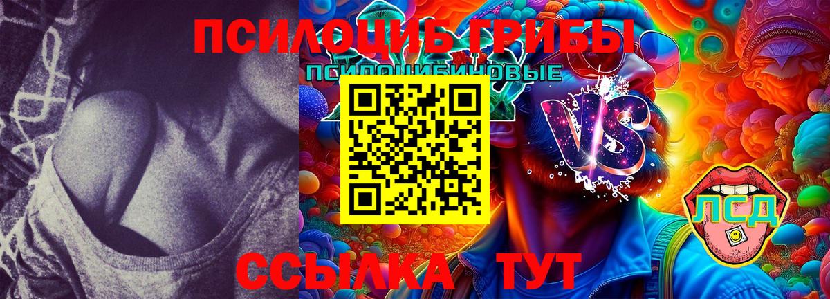 Кудрово  Псилоцибиновые грибы Psilocybe  Вход с VPN  Псилоцибиновые грибы Psilocybe 